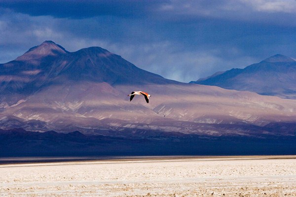 Atacama. Pelicano sobrevolando la Laguna de Chaxa